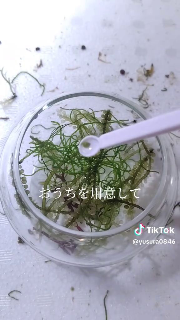 容器内の海藻にタマノミドリガイを乗せる