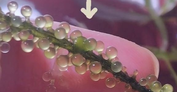 海ぶどうを1本1本じっくり観察すると……　世界一かわいい生き物発見に「妖精かな」「カエルがピースしてるんかおもた（笑）」（1/3） | その他生き物 ねとらぼ