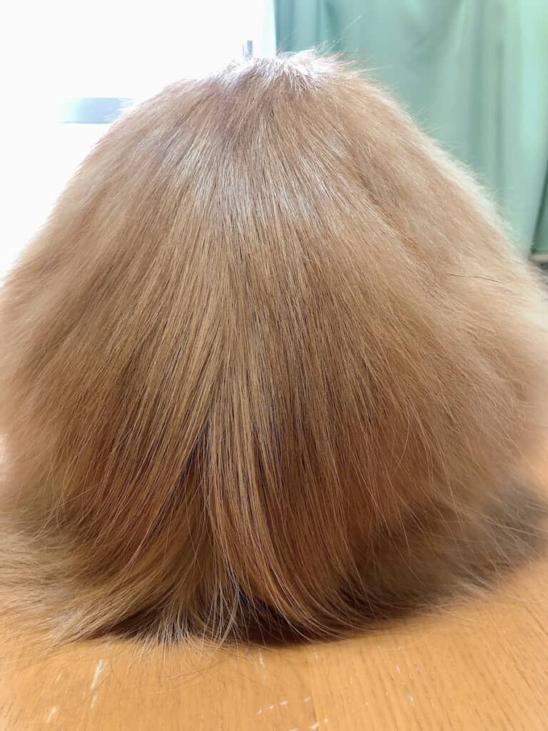 金髪ウィッグに見える“もふもふな物体”