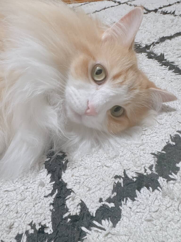 正体は猫・ベルくんのお尻