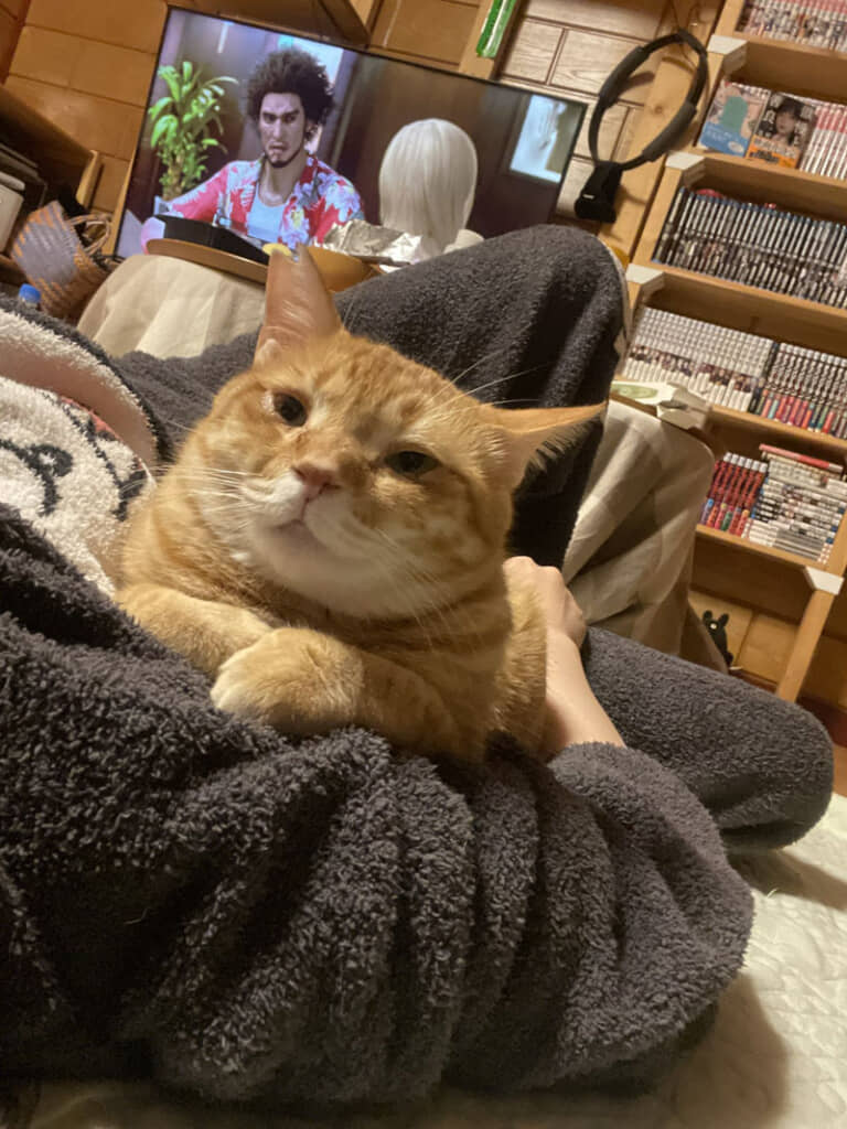 ジェラピケのモコモコに包まれて満足げなネコちゃん