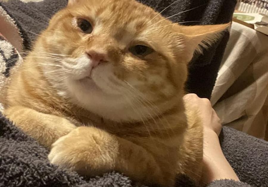 ネコちゃんもやっぱり好き？