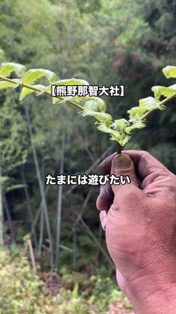 葉っぱをかまえる樹木医