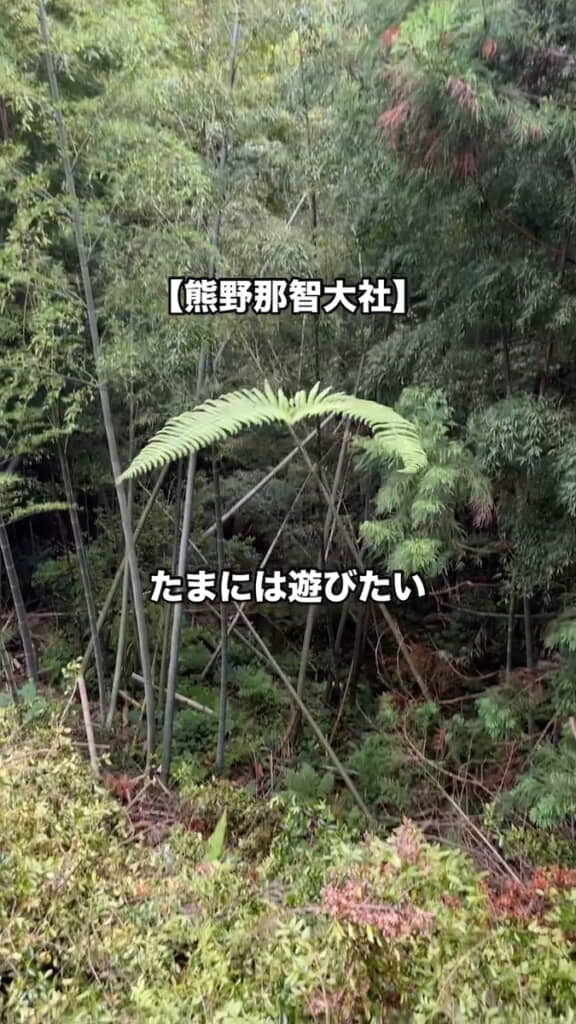 ふわっと滑空する葉っぱ