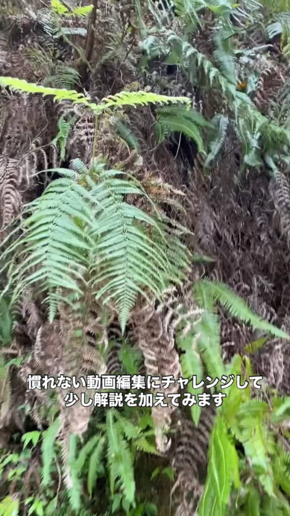 自生するウラジロ