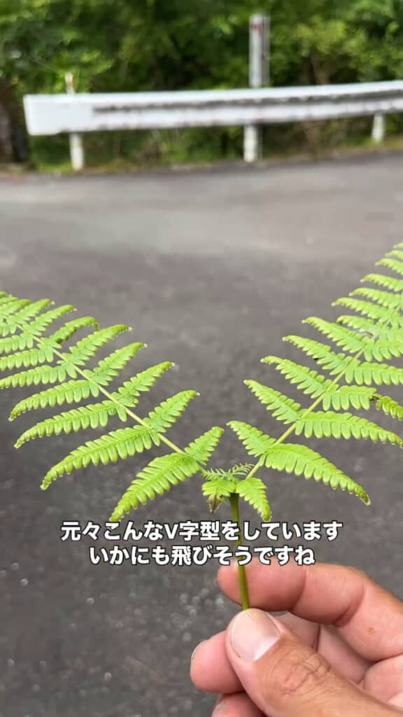 きれいな形の葉っぱをチョイス