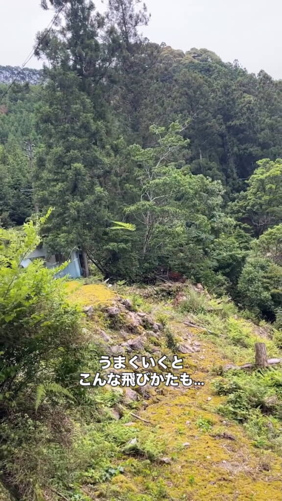 真ん中あたりでウラジロの葉がホバリングしている