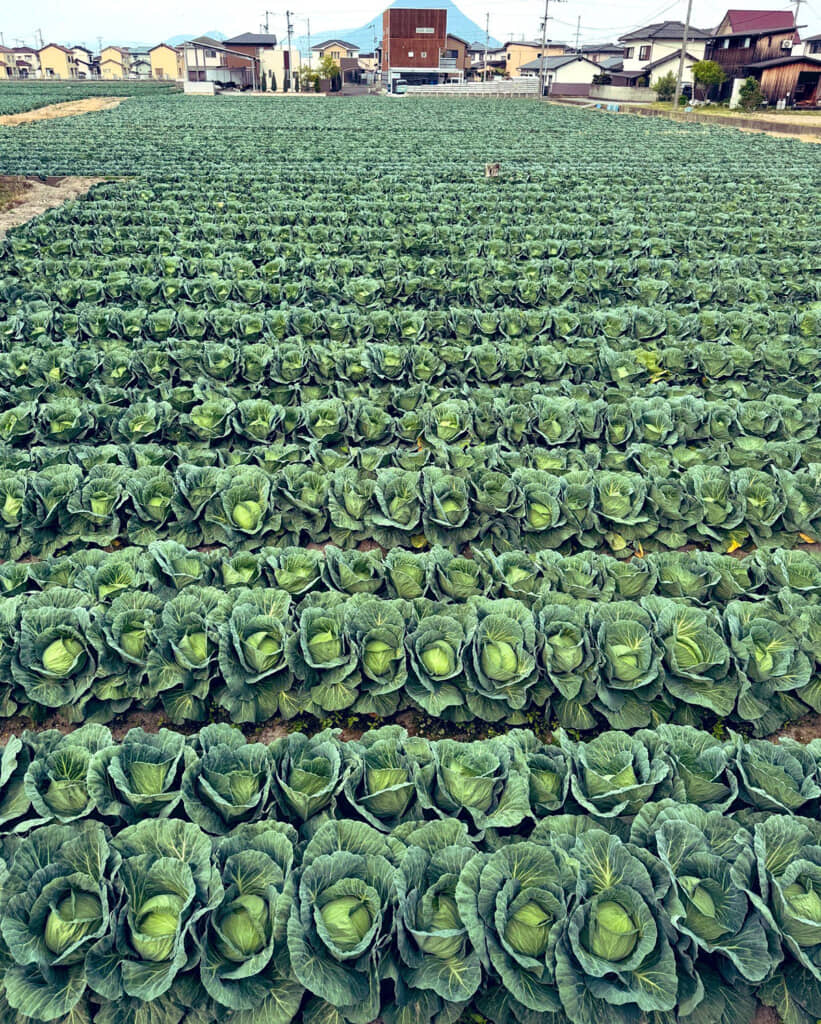 どこまでも続く広大なキャベツ畑