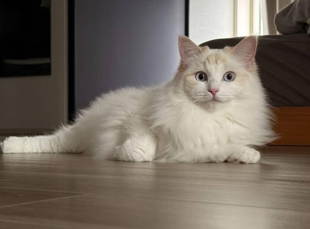 2月ごろのナッペちゃん