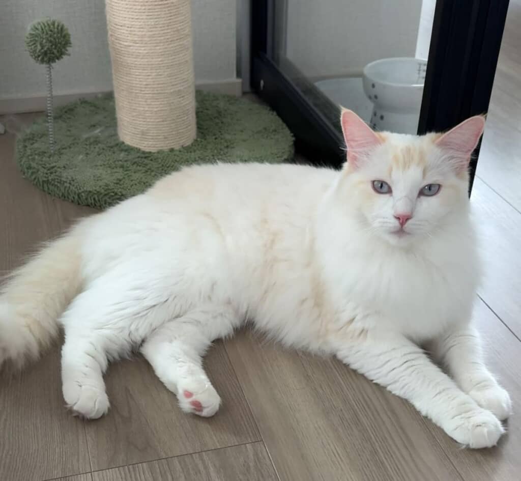 換毛期を迎えた現在のナッペちゃん