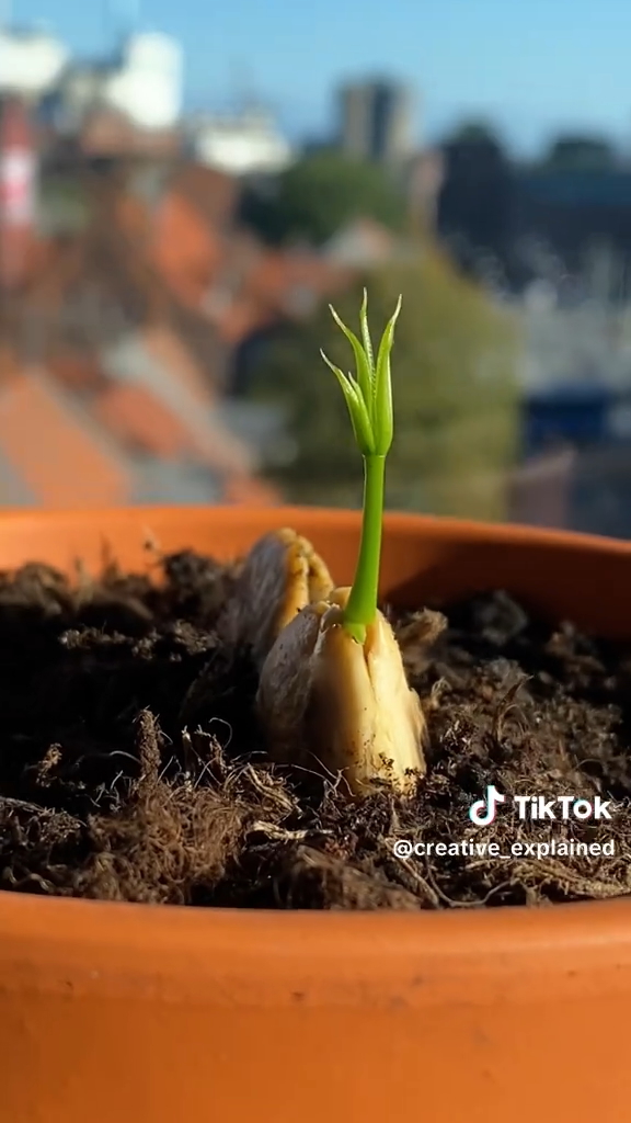 マンゴーの苗が芽吹いた