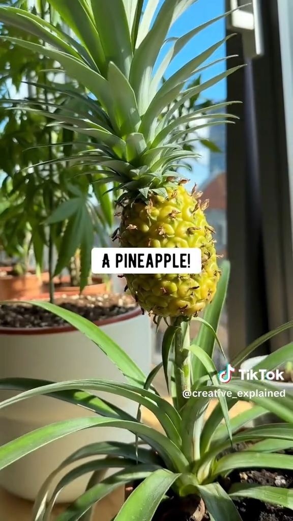 育ってきたパイナップルの実