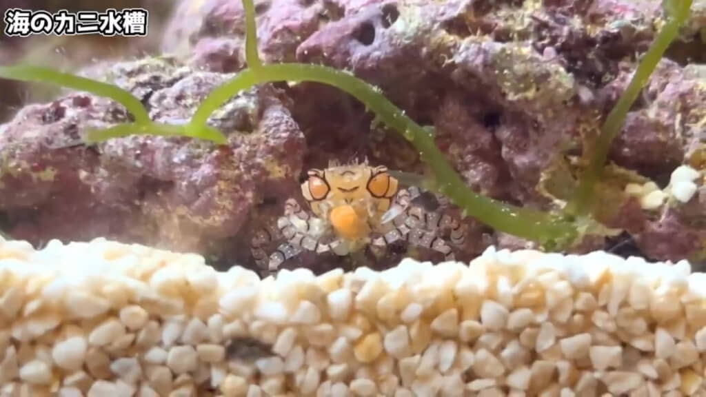 食事中のキンチャクガニを観察