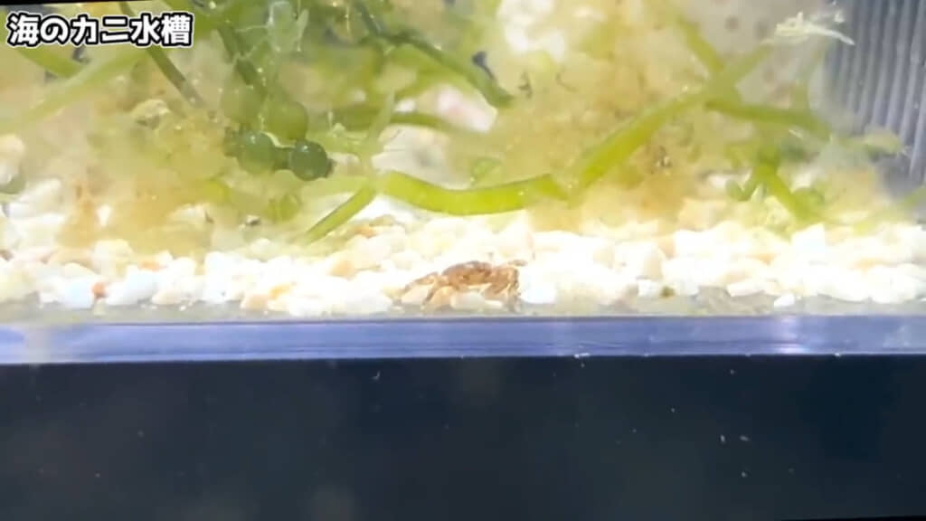 ピンノのいる水槽