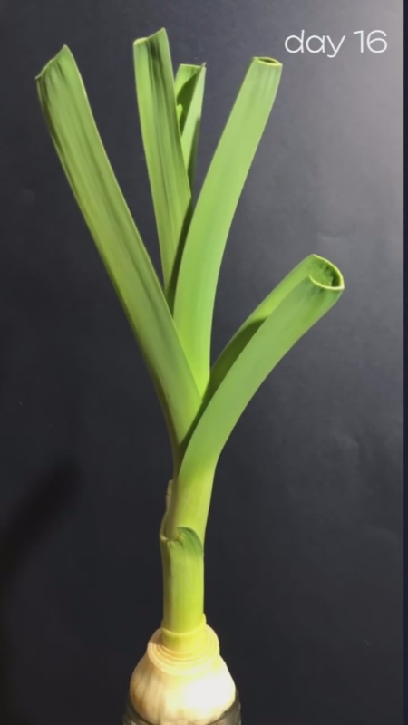 16日目でこんなに伸びました