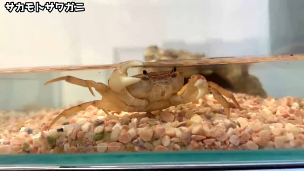 投稿主さん家で最も大きなサカモトサワガニ