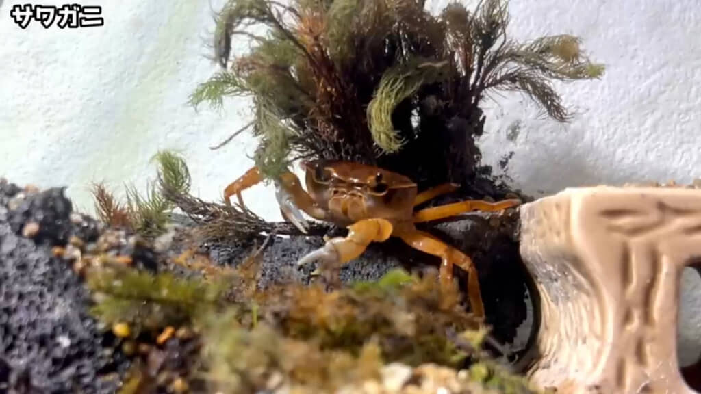 陸地を散歩するサワガニ