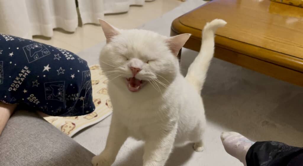 大きくなってもぴえーん！