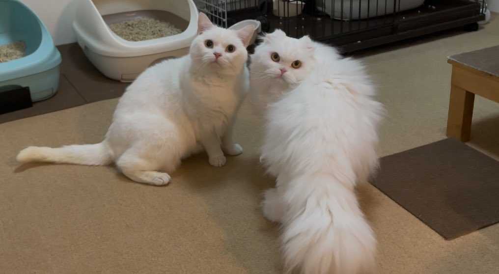 しらたまくんと月ちゃん「呼んだ？」