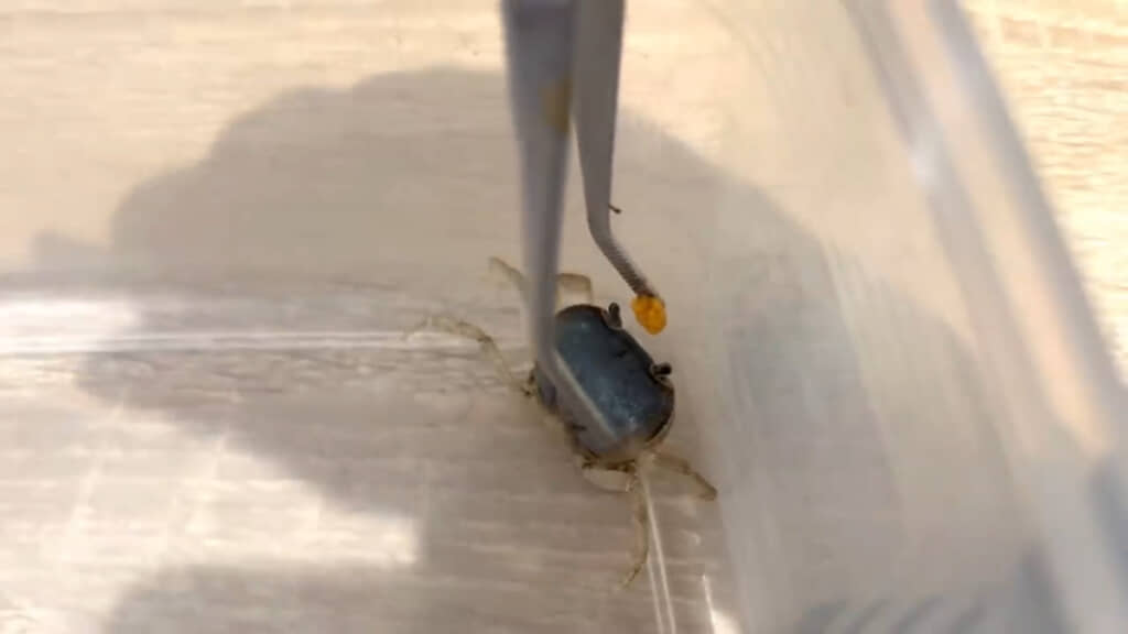 脱皮の事故でハサミと足を失ったサワガニにピンセットでエサをあげる様子