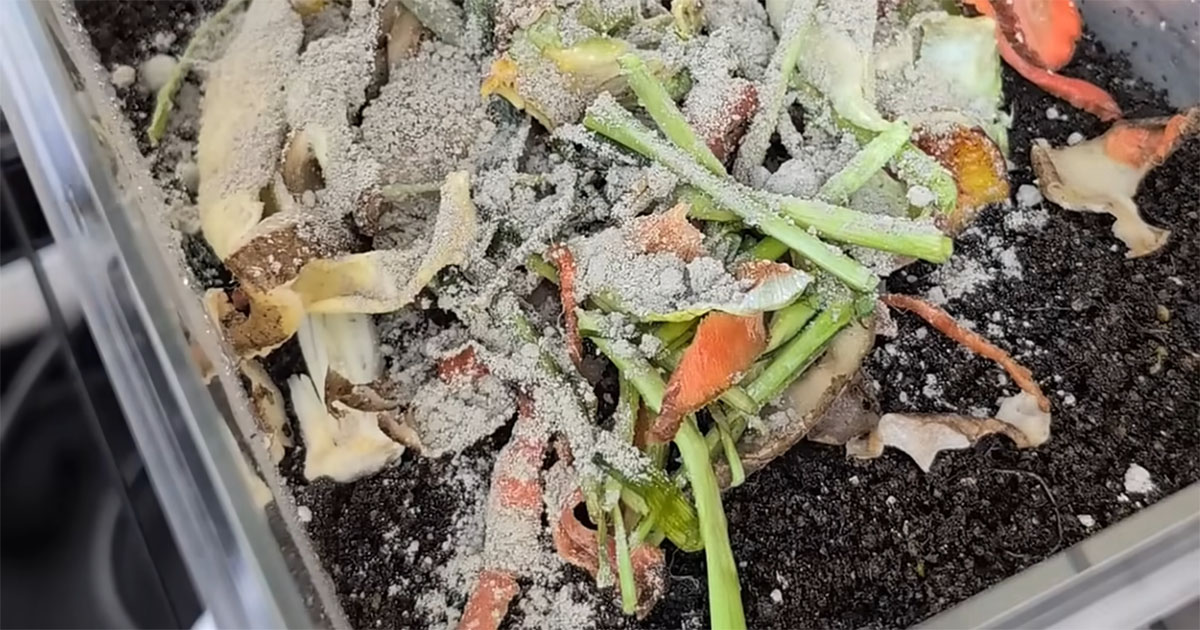 捨てるはずの生ごみに“魔法の粉”をふりかけたら……　1カ月後、土から現れたものに「思ってたのと違う」「なんか強いのがいる」（1/3） | ライフハック ねとらぼ