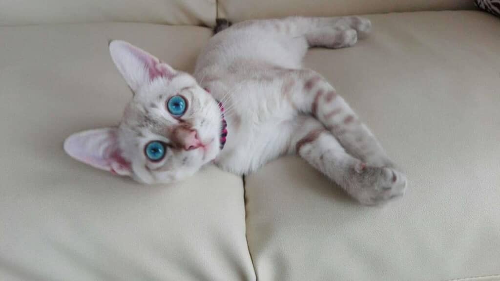 高校生のときに出会った銀くん