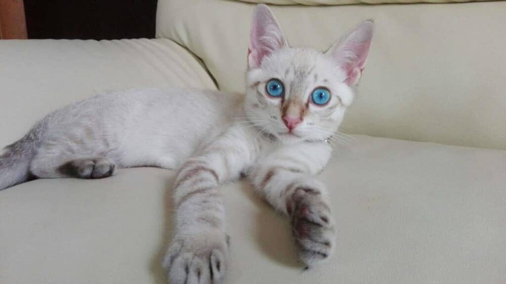 ビー玉のような瞳が美しい