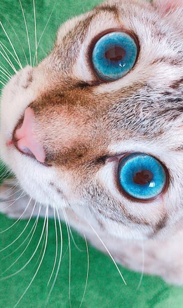 瞳の美しさは健在