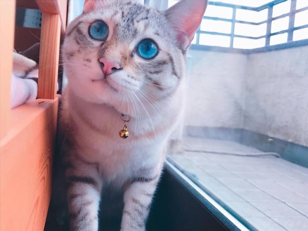 トラ柄もかわいいチャームポイント