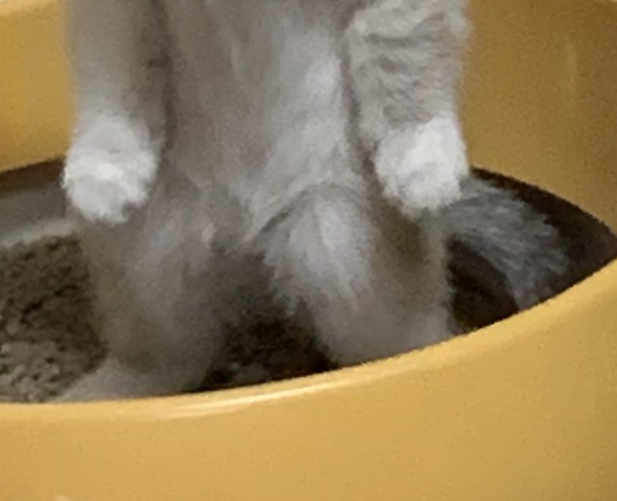 トイレ中の子猫をふと見たら……「ずっとこれで笑ってる悔しい」「優勝」　目を疑う表情と姿が310万表示（1/3） | 猫 ねとらぼ