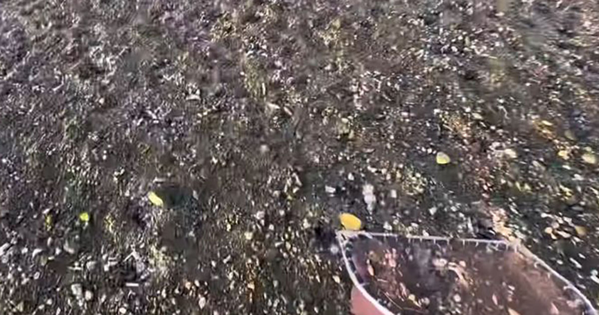 外来種だらけの川を“ガサガサ”と1時間漁ったら……「こ、これは」　とんでもない光景に「脅威ですね」とあぜん（1/3） | その他生き物 ねとらぼ