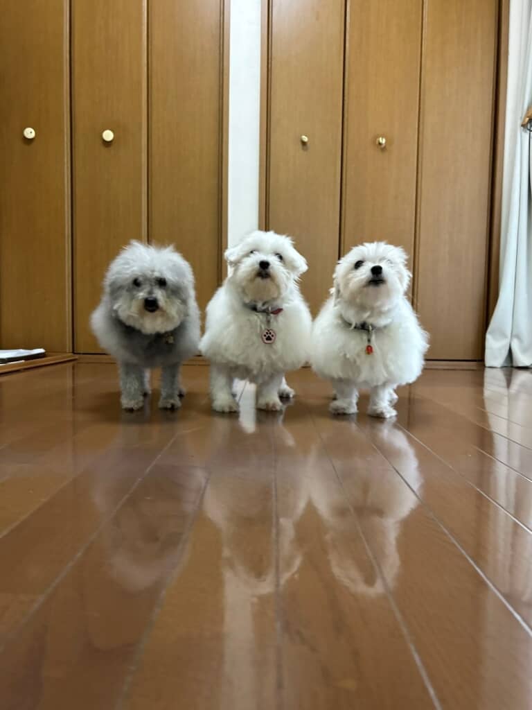 トリミング前（ビフォー）