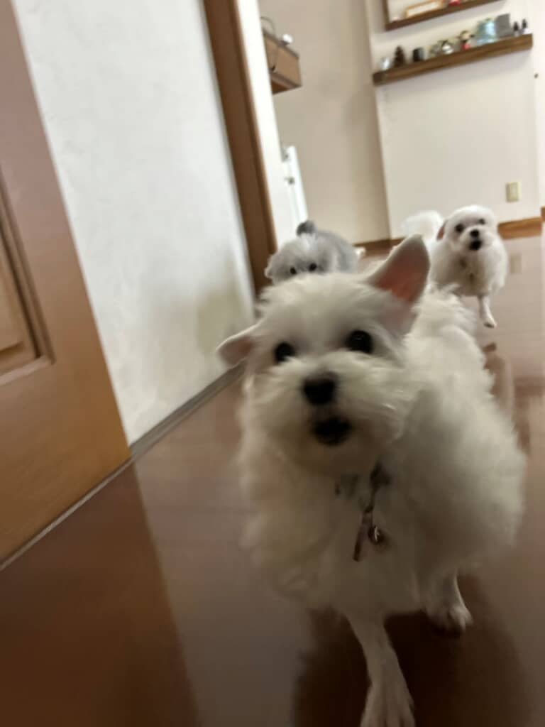 キッチンにダッシュする3匹