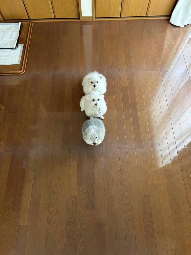 おだんごのような姿