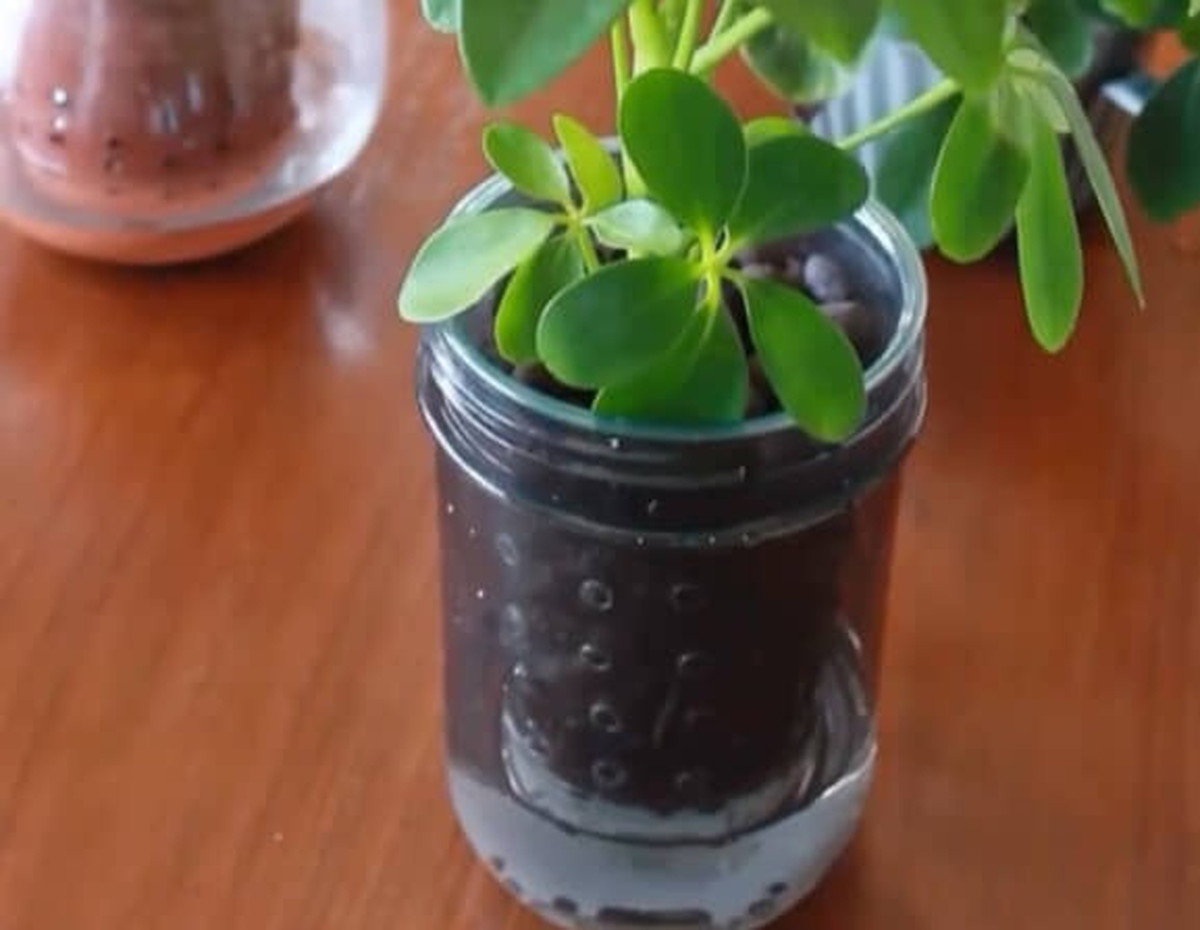 100均で買った植物たちを、“水だけ”で1年育てたら……　「えー！」水耕との相性が分かる結果に大反響「すごい成長」（1/3） | ライフスタイル ねとらぼ