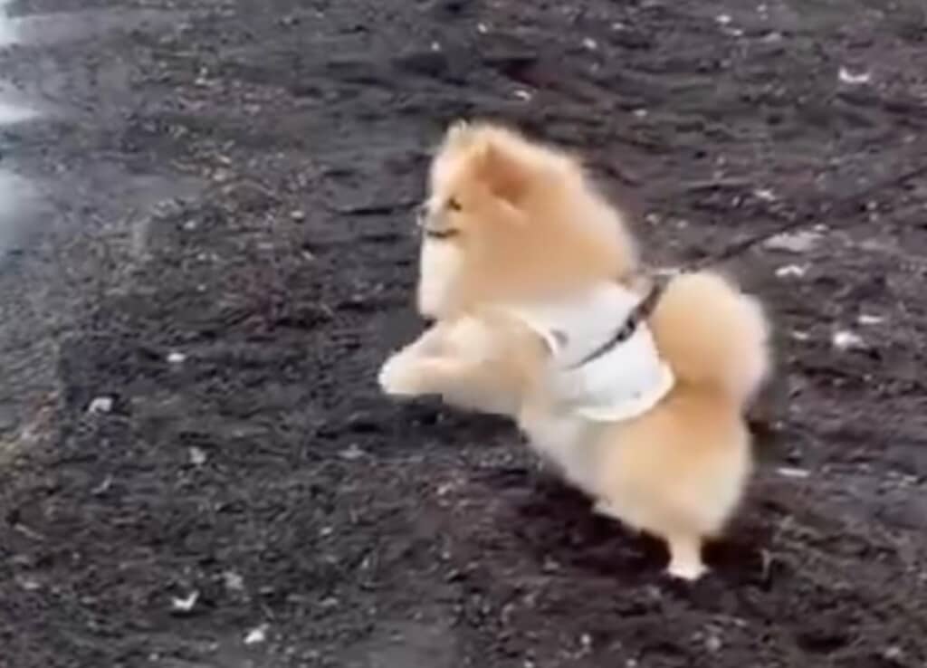 諦めないピカルディくん