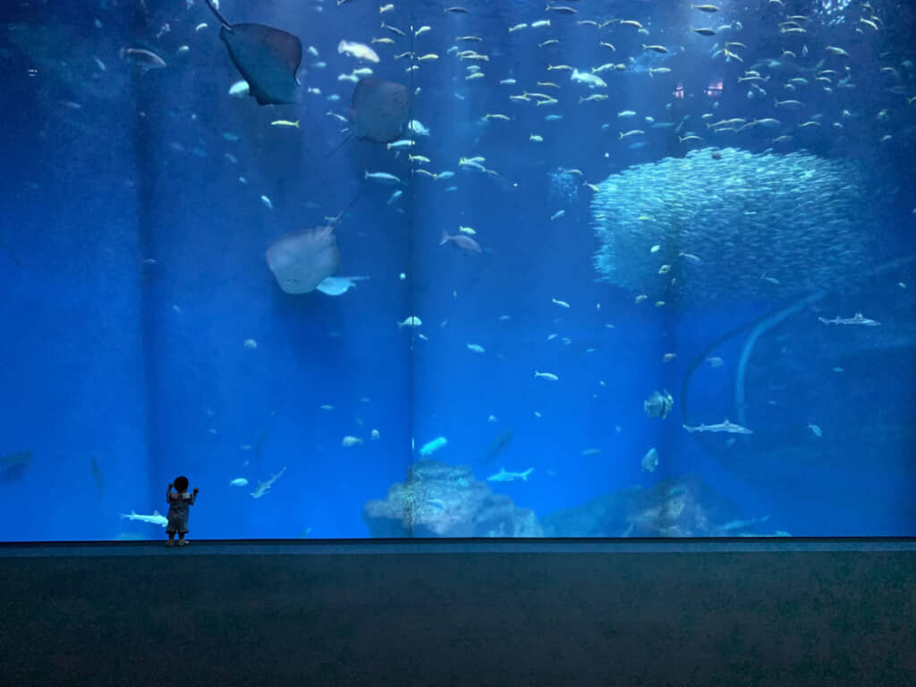 壮大な魚群を独り占めする男の子