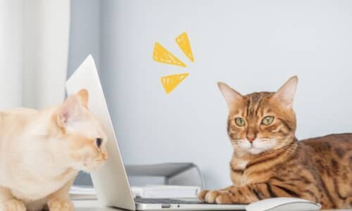 ねこリセット