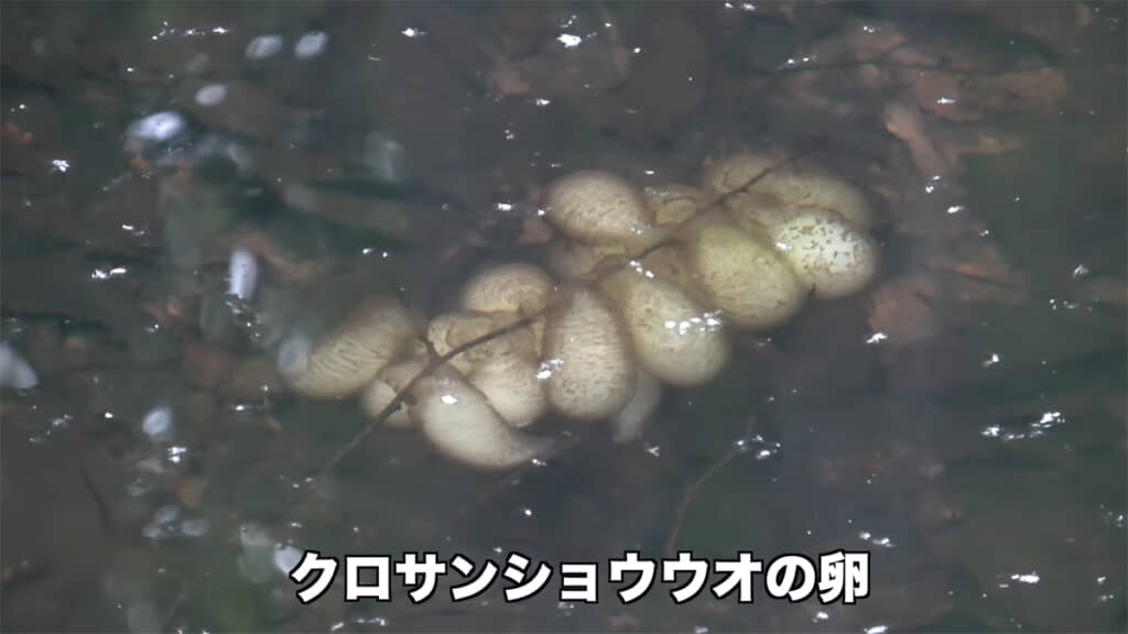 まずはクロサンショウウオの卵がお出迎え