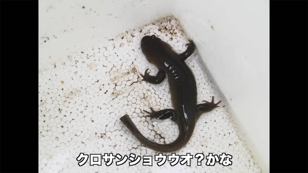 クロサンショウウオだと思われる生き物も発見