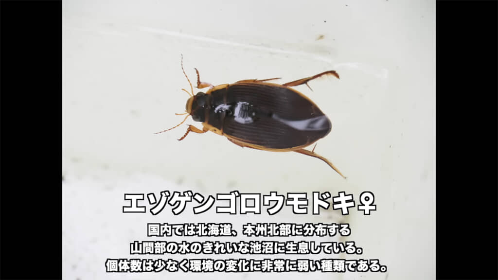 こちらがエゾゲンゴロウモドキ、背中に筋があるためメスだと判断できます
