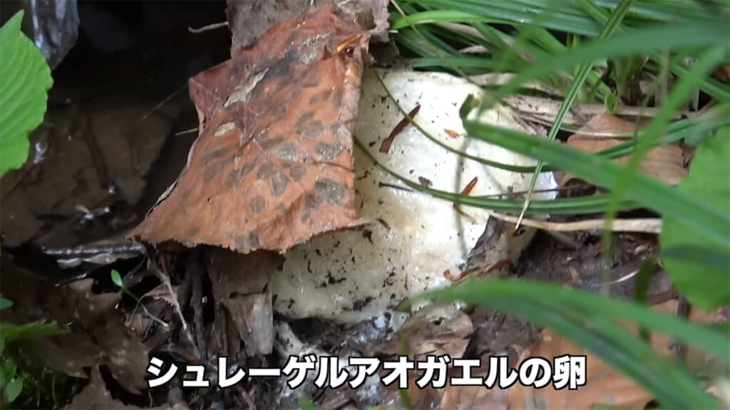 シュレーゲルアオガエルの卵がありました