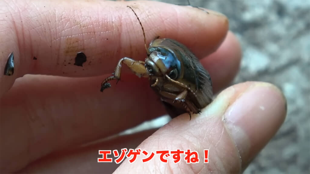 エゾゲンゴロウモドキのメス、大きいです