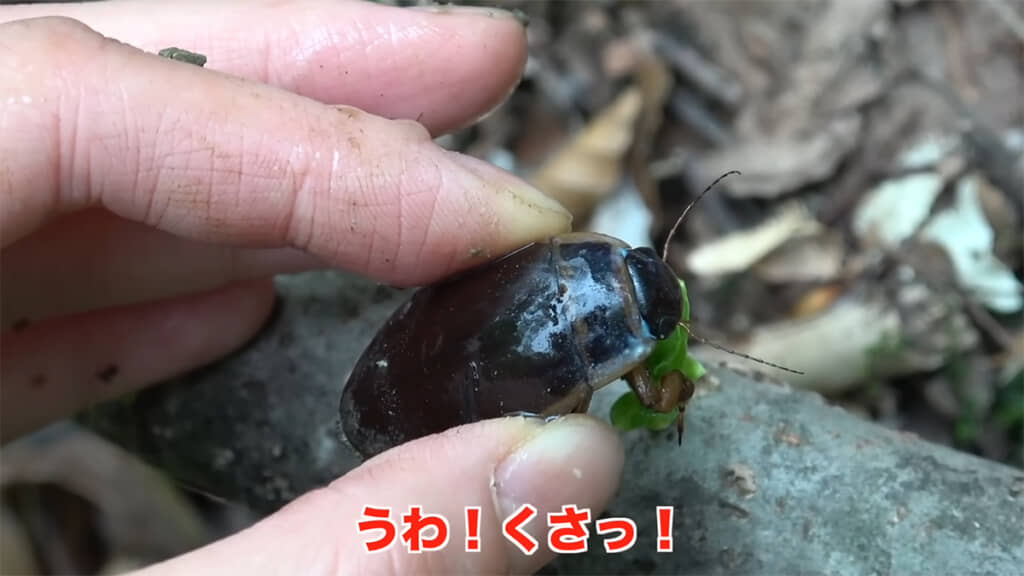 臭いけれど、癖になる？匂いなのだとか……