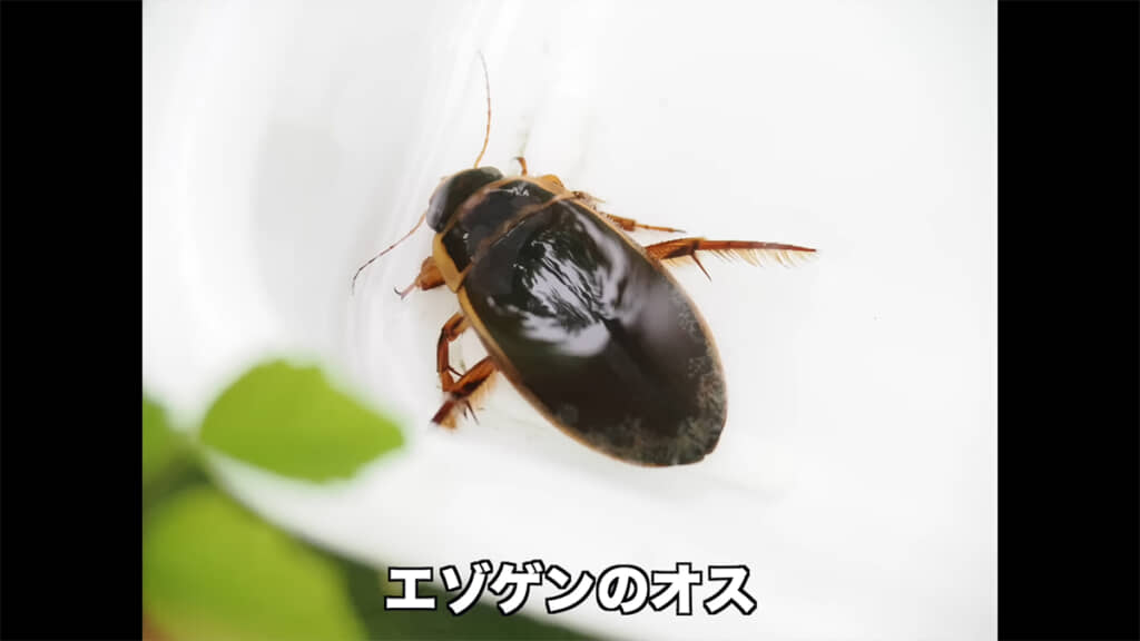 エゾゲンゴロウモドキのオス、つやつやです