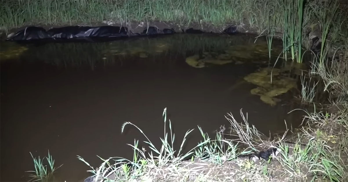 自宅の庭に巨大ビオトープを作ったら春に感動→さらに1カ月後……　まさかの生き物に「これはアツい」「夢がありますね！」（1/3） | ライフスタイル ねとらぼ