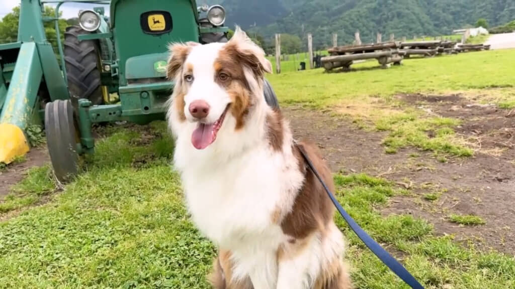 初めて見る牧場での光景に目を輝かせるガルちゃん