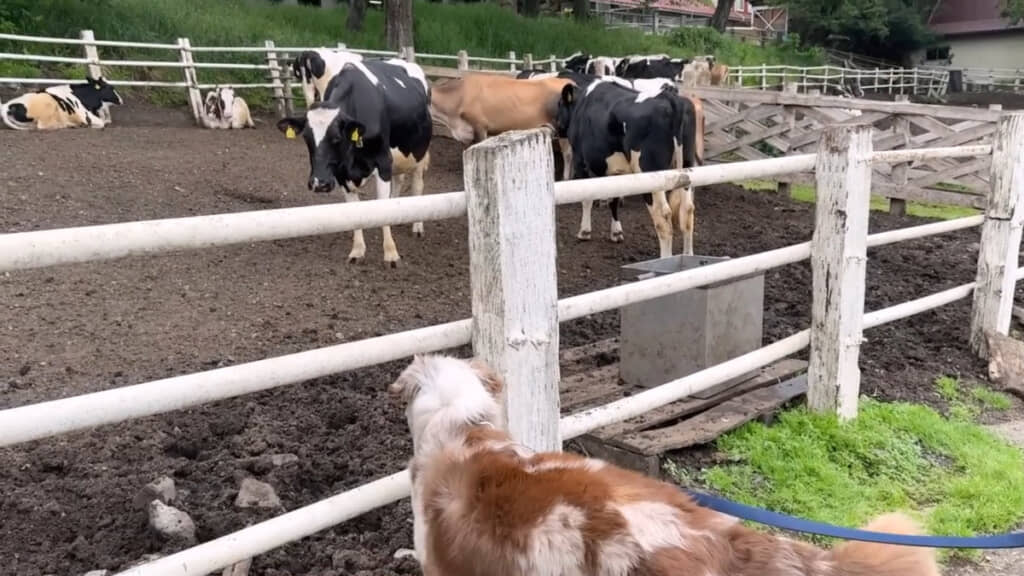 ウシさんたちとも仲良くなりたいようです