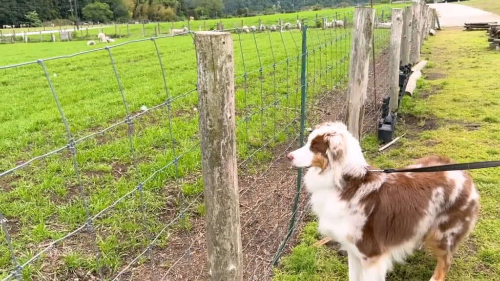 寂しそうに遠くからヒツジたちを眺めるガルちゃん