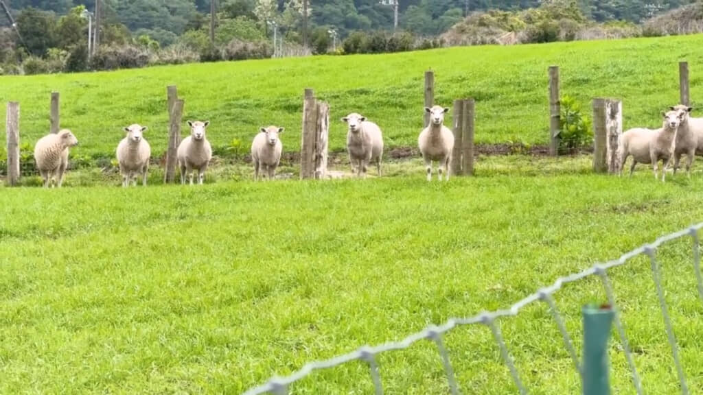 普段追われている“牧羊犬”の存在に警戒するようなヒツジたち